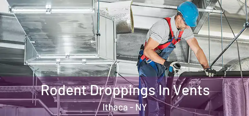  Rodent Droppings In Vents Ithaca - NY